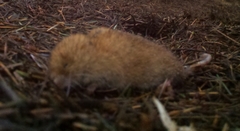 Red Tree Vole photo 3