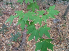 Acer grandidentatum