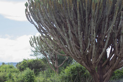 Euphorbia candelabrum