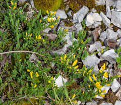 Cytisus decumbens