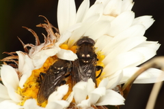 Helophilus montanus