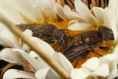 Helophilus montanus