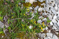 Cytisus decumbens