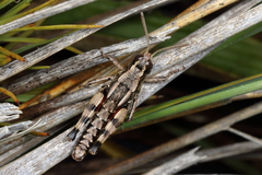 Sigaus australis
