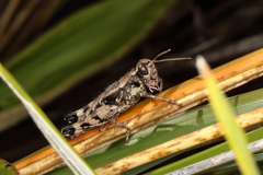 Sigaus australis