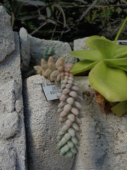 Sedum burrito