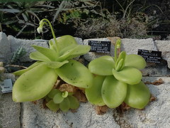 Pinguicula gigantea