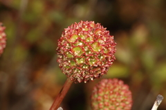 Acaena glabra