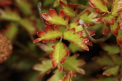 Acaena glabra
