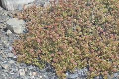 Acaena glabra