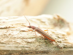 Uracanthus strigosus