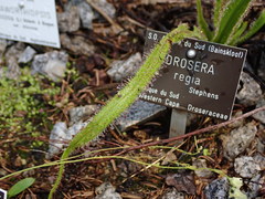 Drosera regia