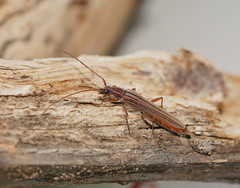 Uracanthus strigosus