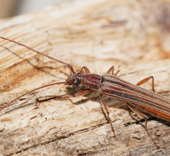 Uracanthus strigosus