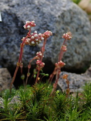 Crassula socialis