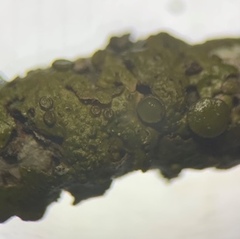 Melanohalea subolivacea