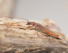 Uracanthus strigosus