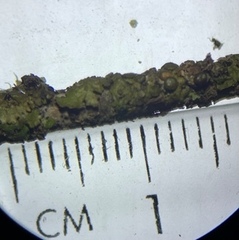 Melanohalea subolivacea