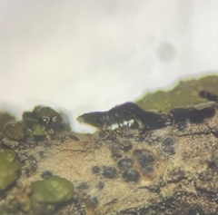 Melanohalea subolivacea