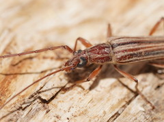 Uracanthus strigosus