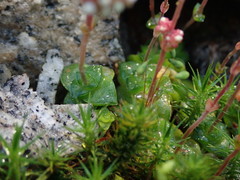 Crassula socialis