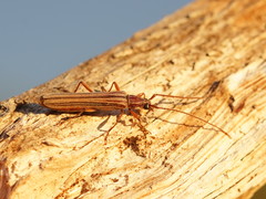 Uracanthus strigosus