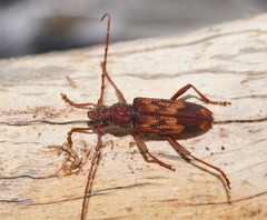 Phoracantha acanthocera