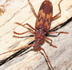 Phoracantha acanthocera