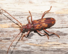 Phoracantha acanthocera