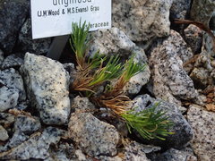 Felicia uliginosa