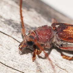 Phoracantha acanthocera