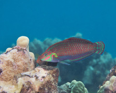 Ornamented Wrasse photo 4