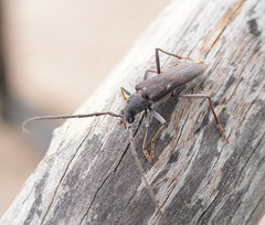 Phoracantha odewahnii