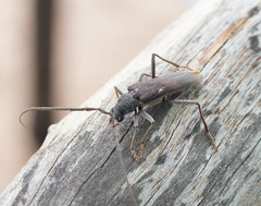 Phoracantha odewahnii