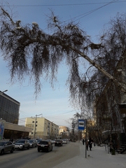 Betula pendula