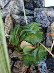 Crassula montana quadrangularis