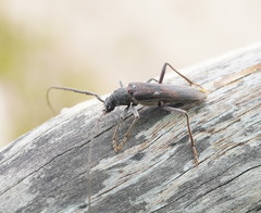 Phoracantha odewahnii