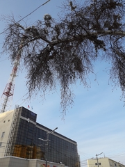 Betula pendula