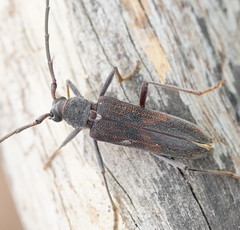 Phoracantha odewahnii