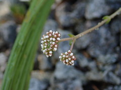 Crassula montana quadrangularis