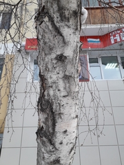 Betula pendula