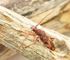 Phoracantha acanthocera