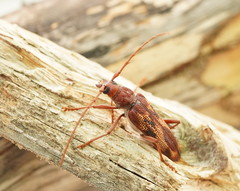 Phoracantha acanthocera