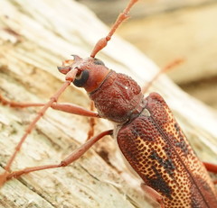 Phoracantha acanthocera