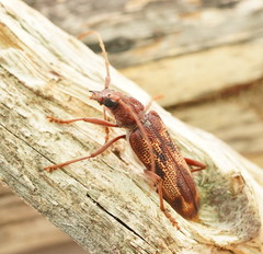 Phoracantha acanthocera