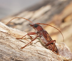 Phoracantha acanthocera