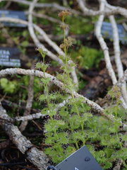 Drosera platypoda