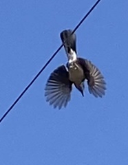 Aphelocoma californica