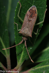 Plinachtus imitator