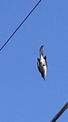 Aphelocoma californica